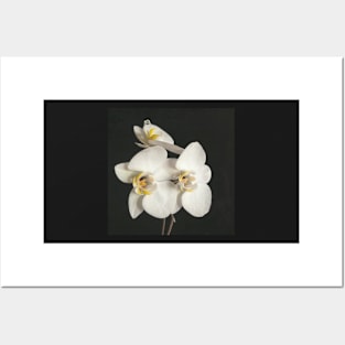 Black and White Orchid II Posters and Art